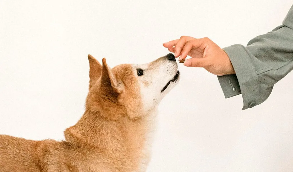 vet advising on unsafe dog foods – Pinewood Veterinary Practice